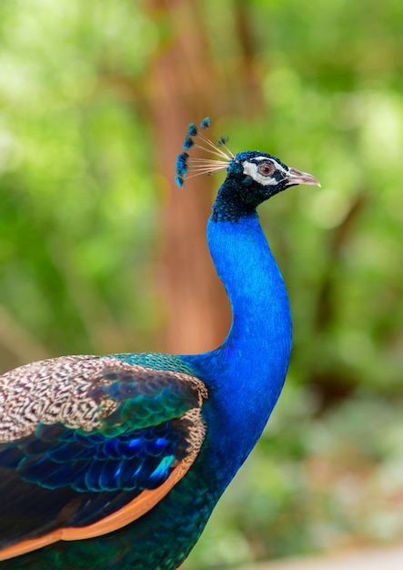 Linda de pavão na floresta, tailândia