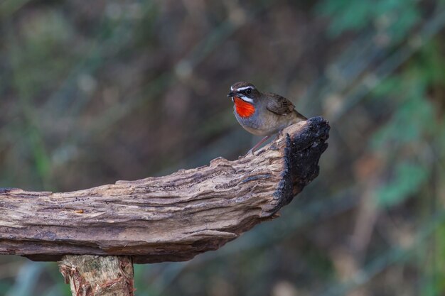 Linda de Siberian Rubythroat Bird (calliope calliope) na natureza Tailândia