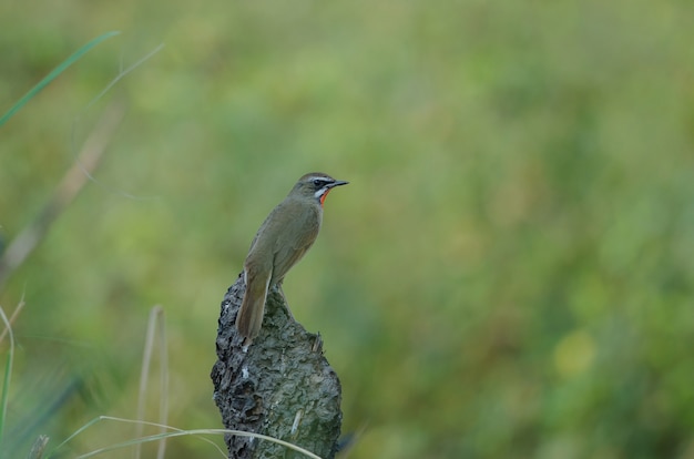 Linda de Siberian Rubythroat Bird