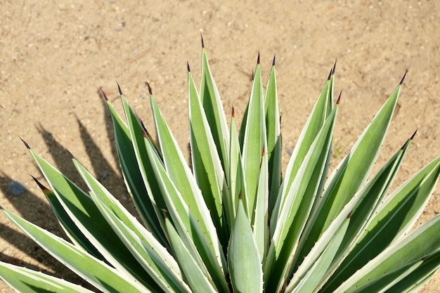 Linda decoração de plantas de agave no jardim