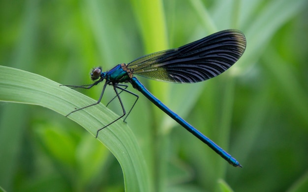 Linda Demoiselle Calopteryx virgem de asas azuis Libélula