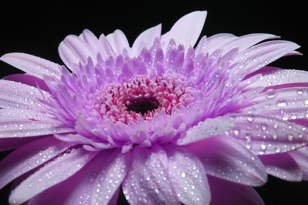 Linda e adorável flor gerbera roxa