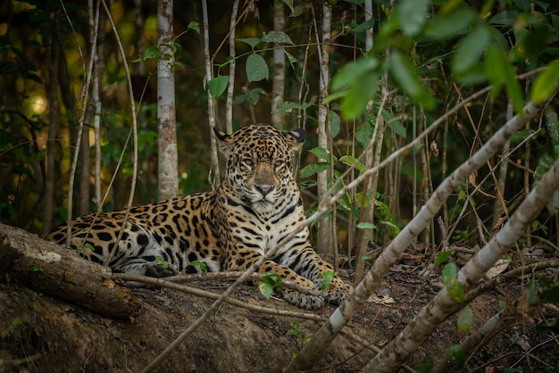 Foto linda e ameaçada onça americana no habitat natural panthera onca selvagem brasil vida selvagem brasileira pantanal selva verde gatos grandes