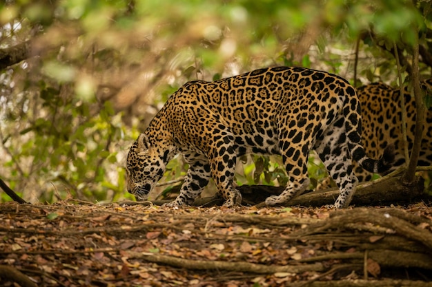 Linda e ameaçada onça americana no habitat natural Panthera onca selvagem brasil vida selvagem brasileira pantanal selva verde gatos grandes