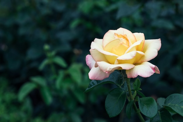 Linda e delicada flor branca de rosa amarela no jardim com espaço de cópia