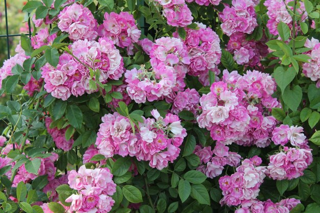 Linda e delicada flor de primavera closeup flores rosas rosa