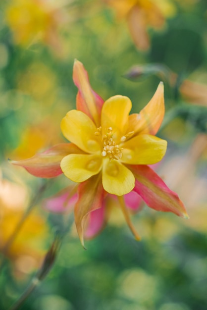 Linda e delicada flor vermelha amarela de Aquilegia no jardim no verão