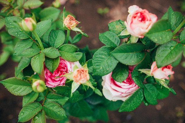 Foto linda e delicada rosa colorida no jardim
