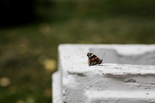 Linda e elegante borboleta