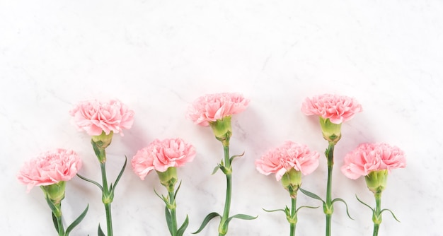 Linda e elegante flor de cravo rosa sobre mesa de mármore branco brilhante
