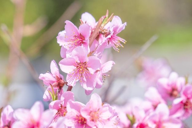 Linda e elegante flor de pêssego rosa claro no galho da árvore em um jardim de parque público na primavera Japão Fundo desfocado