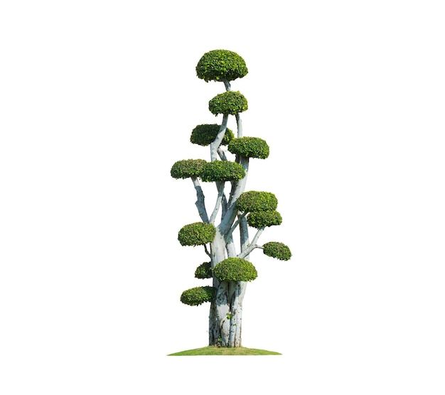 Linda e grande árvore decorativa de streblus asper bonsai em fundo branco isolado com caminho de recorte