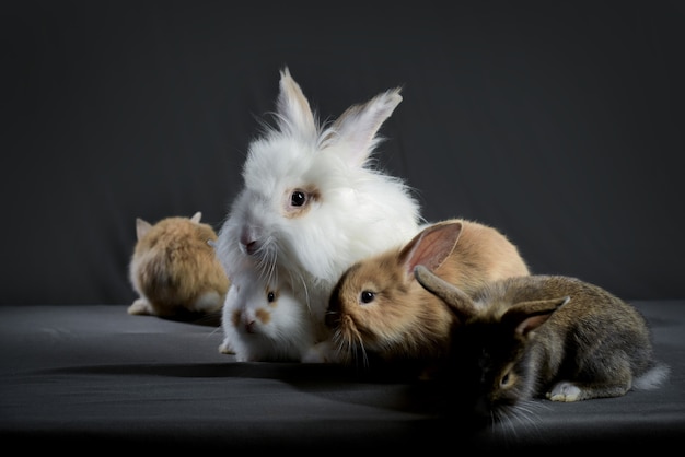 Foto linda familia de conejos