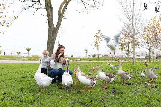 Una linda familia de una madre y un niño caminando en el parque y alimentando una bandada de gansos grises