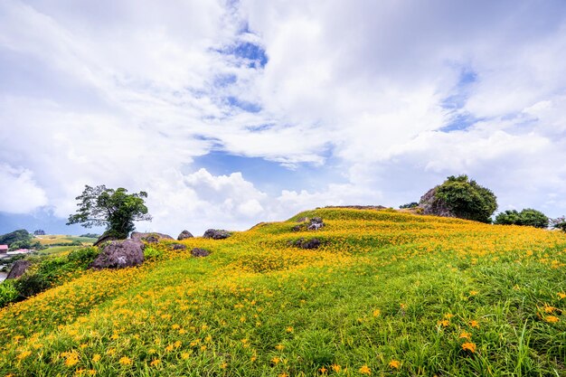 Linda fazenda de flores de lírios laranja na montanha Sixty Rock Mountain Liushidan com céu azul e nuvem Fuli Hualien Taiwan fecha o espaço da cópia