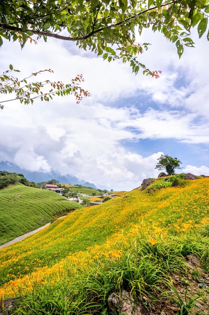 Linda fazenda de flores de lírios laranja na montanha Sixty Rock Mountain Liushidan com céu azul e nuvem Fuli Hualien Taiwan fechar espaço de cópia