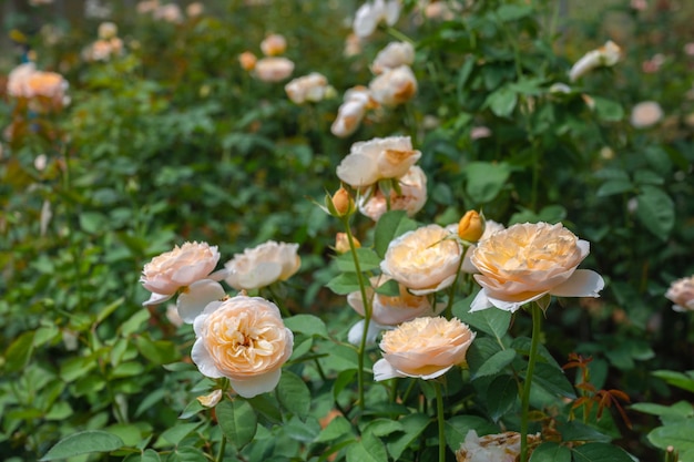 Linda fazenda de jardim de rosas na estufa close-up