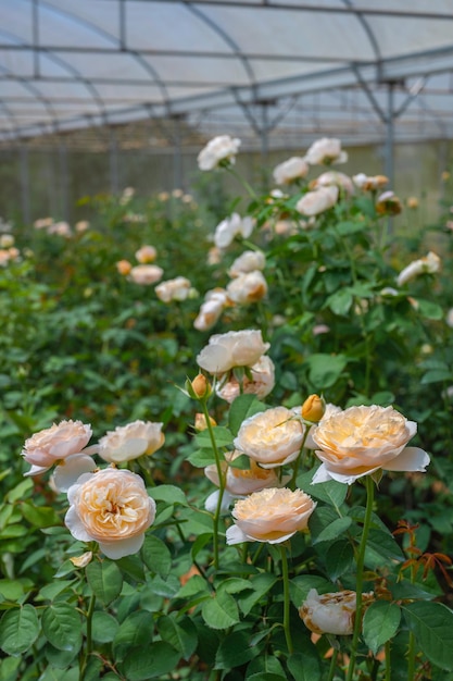 Linda fazenda de jardim de rosas na estufa close-up