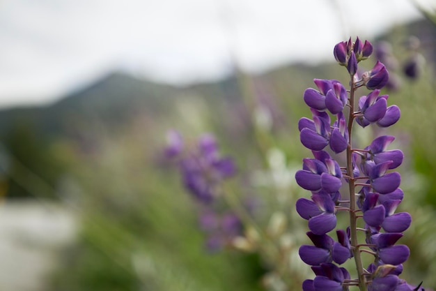 Linda flor Aconitum napellus. Foto macro