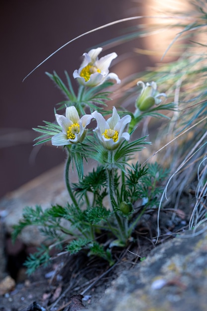 Linda flor alpina florescendo branca pulsatilla vernalis primavera pasqueflower violeta ártica senhora das neves