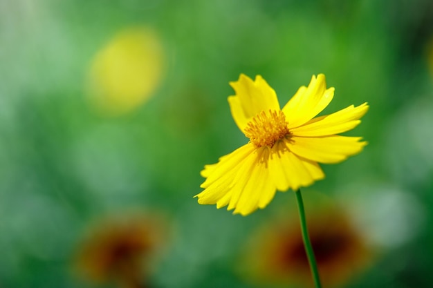 Linda flor amarela à luz de uma macrofotografia de dia ensolarado Foco seletivo de baixa profundidade