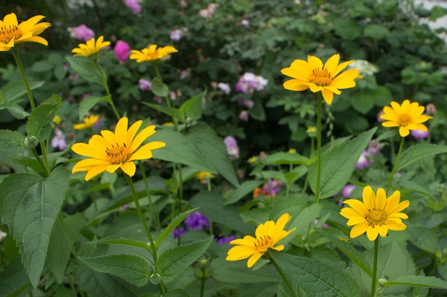 Linda flor amarela brilhante de calêndula no jardim no canteiro de flores