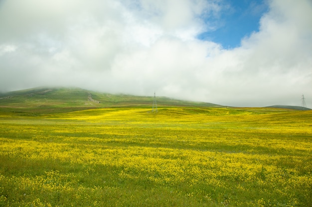 Linda flor amarela com campo de grama