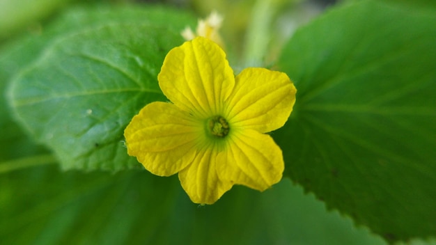 Foto linda flor amarela com forma de estrela e folhas verdes