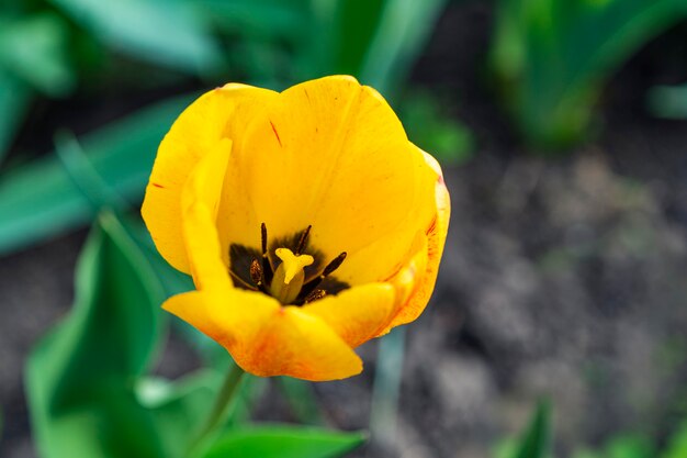 Linda flor amarela da tulipa cultivada na trama em fundo verde de folhagem. Fechar-se