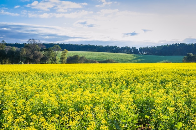 Linda flor amarela de plantação de canola