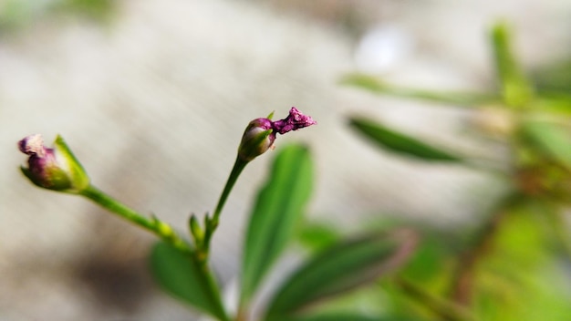 Foto linda flor antes de desabrochar. é roxo