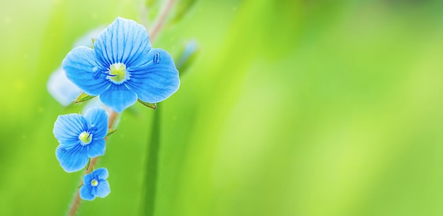 Linda flor azul em um fundo verde em um dia ensolarado