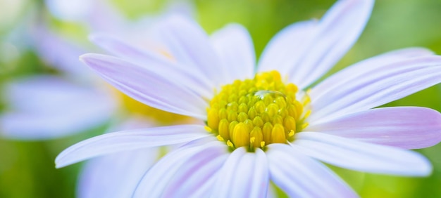 Linda flor azul fechar no jardim