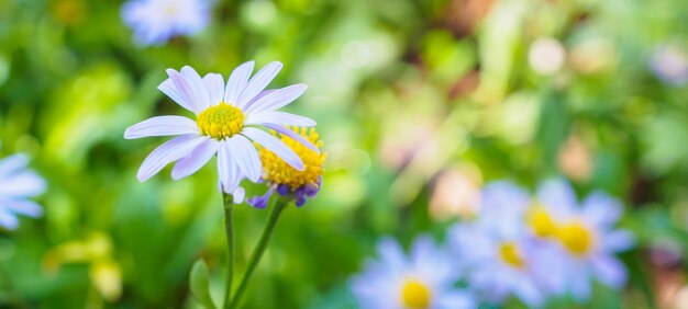 Linda flor azul fechar no jardim