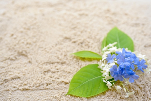 Linda flor azul na praia com espaço de cópia