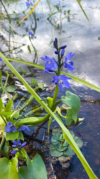 linda flor azul no pântano