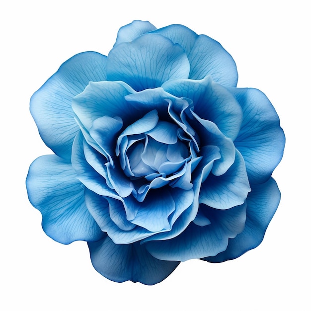 Linda Flor Azul Suave