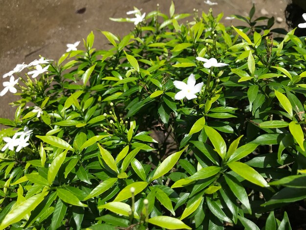 linda flor branca com folha verde natureza fundo fresco natural