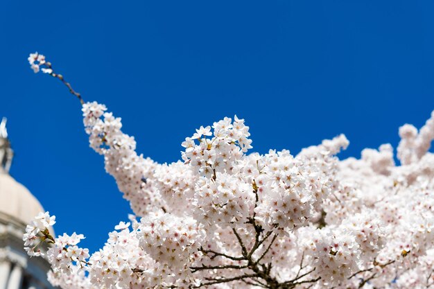 Linda flor branca da árvore de sakura no céu azul ensolarado no espaço de cópia da primavera