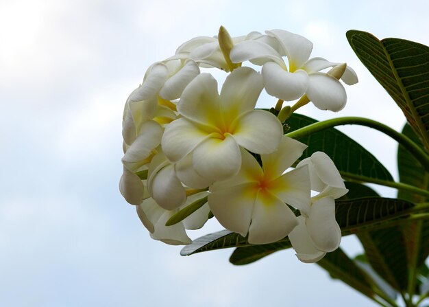 Linda flor branca de plumeria obtusa com nuvens nos fundos do céu