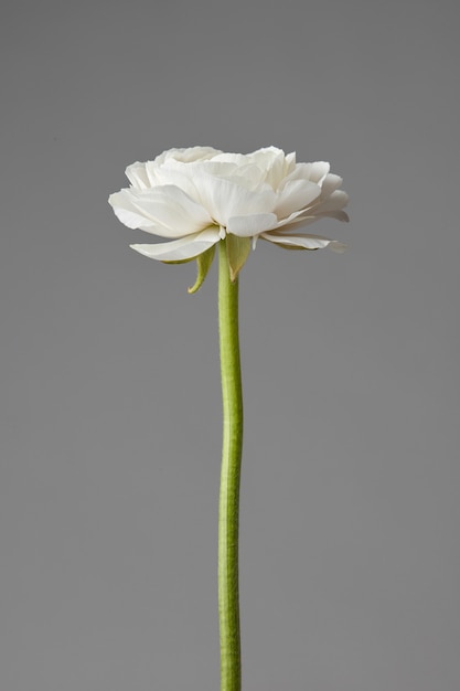 linda flor branca de ranúnculo em um fundo cinza, cartão de casamento, dia das mães, dia dos namorados