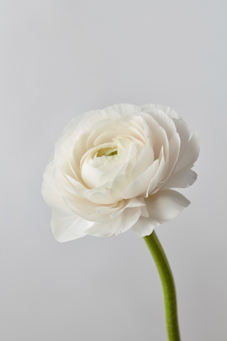 Foto linda flor branca de ranúnculo em um fundo cinza, cartão de casamento