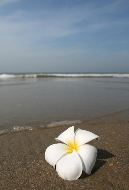 Linda flor branca deitada na areia na praia