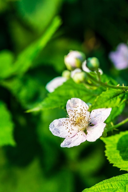 Linda flor branca em um fundo de folhas verdes, horário de verão