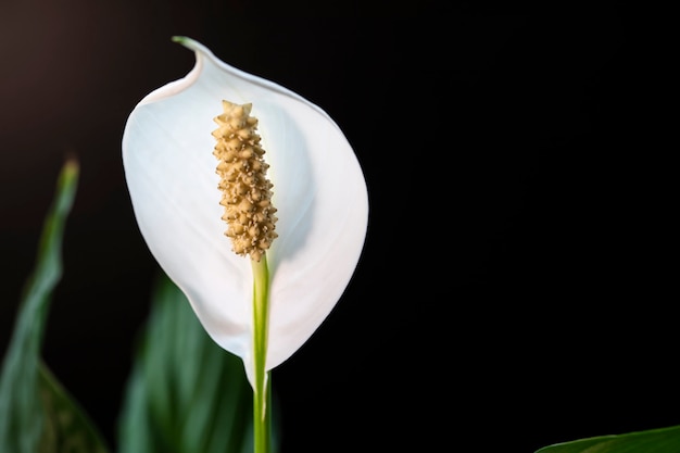 Foto linda flor branca espatifilo floresce close-up.