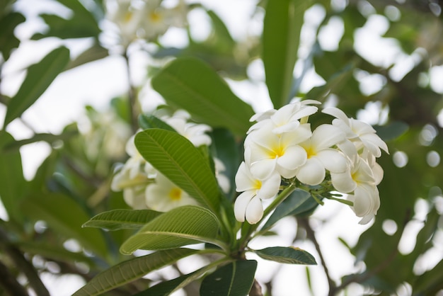 Foto linda flor branca