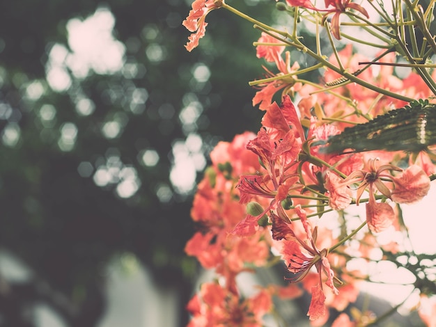 Linda flor chamativa Red Royal Poinciana. Bela Poinciana vermelha real ou flor extravagante (Delonix regia). É uma espécie de planta com flor da família do feijão. Paraíso, menino.