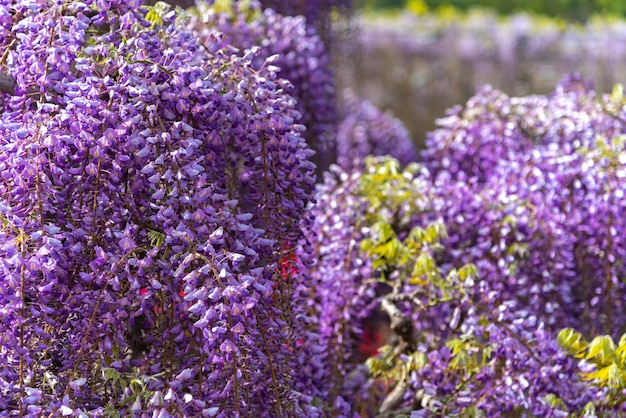 Linda flor cheia de flores de treliça de flores de Wisteria rosa roxas em dia ensolarado de primavera