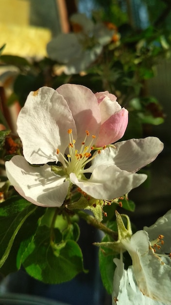 linda flor close-up