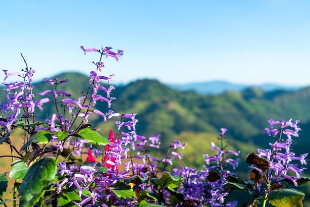 Linda flor com fundo de colina de montanha